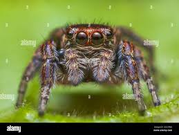 Attēlu rezultāti vaicājumam “Evarcha falcata”