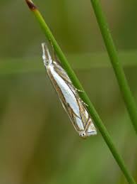 Attēlu rezultāti vaicājumam “Crambus silvella”