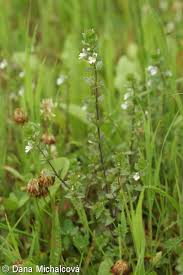 Image result for Euphrasia stricta