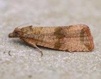 Attēlu rezultāti vaicājumam “Celypha striana”