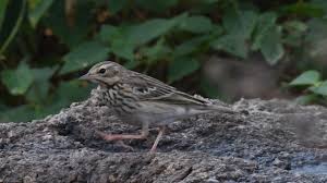 Attēlu rezultāti vaicājumam “Anthus trivialis adult”