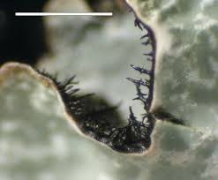 Attēlu rezultāti vaicājumam “Parmelia sulcata”