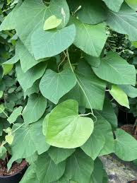 Attēlu rezultāti vaicājumam “Aristolochia durior leaf”