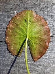Attēlu rezultāti vaicājumam “Nymphaea candida flower”