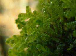 Attēlu rezultāti vaicājumam “Porella platyphylla macro”