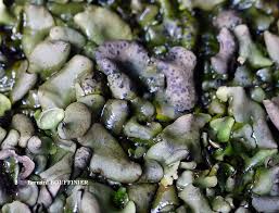 Attēlu rezultāti vaicājumam “Dermatocarpon luridum”