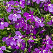 Image result for Lobelien