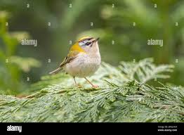 Attēlu rezultāti vaicājumam “Regulus regulus adult”