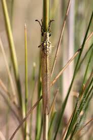 Attēlu rezultāti vaicājumam “Myrmeleontidae imago”