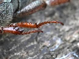 Attēlu rezultāti vaicājumam “Hoplia graminicola”