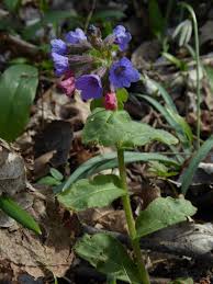 Image result for Lungenkraut