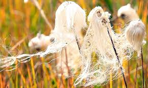 Attēlu rezultāti vaicājumam “Eriophorum angustifolium fruit”