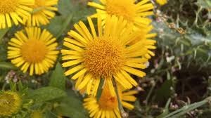 Attēlu rezultāti vaicājumam “Inula britannica”