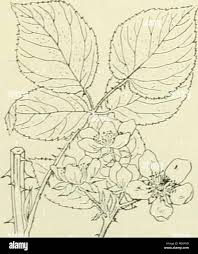 Attēlu rezultāti vaicājumam “Rubus plicatus flower”