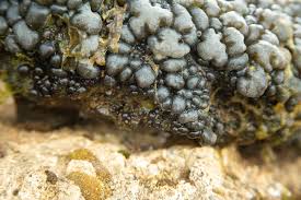 Attēlu rezultāti vaicājumam “Nostoc pruniforme”