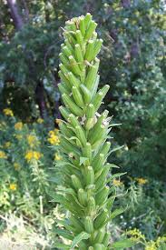 Image result for Oenothera biennis