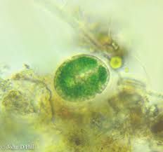 Attēlu rezultāti vaicājumam “Gymnostomum aeruginosum”