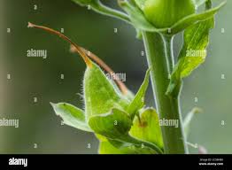 Attēlu rezultāti vaicājumam “Digitalis purpurea fruit”
