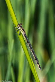 Attēlu rezultāti vaicājumam “Enallagma cyathigerum male”