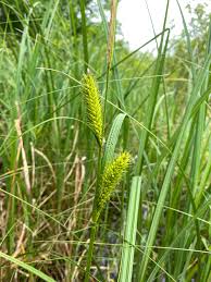 Attēlu rezultāti vaicājumam “Carex atherodes”