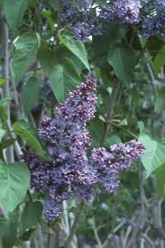 Attēlu rezultāti vaicājumam “Syringa vulgaris fruit”