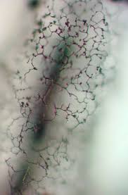 Attēlu rezultāti vaicājumam “Stemonitopsis hyperopta var. landewaldii”