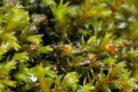 Attēlu rezultāti vaicājumam “Schistidium robustum”