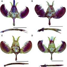 Attēlu rezultāti vaicājumam “Yponomeuta evonymella imago”