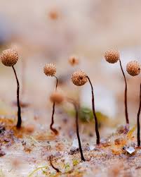 Attēlu rezultāti vaicājumam “Cribraria microcarpa spores”