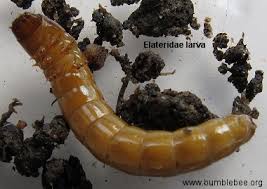 Attēlu rezultāti vaicājumam “Elateridae larva”