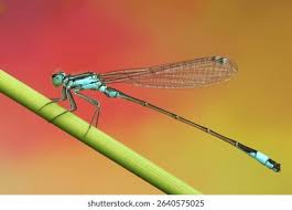 Attēlu rezultāti vaicājumam “Coenagrionidae”