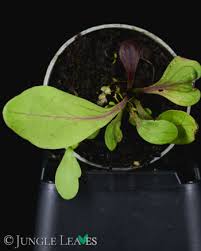 Attēlu rezultāti vaicājumam “Utricularia minor leaf”