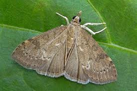 Attēlu rezultāti vaicājumam “Udea prunalis”