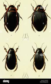 Attēlu rezultāti vaicājumam “Dytiscus dimidiatus”