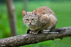 Attēlu rezultāti vaicājumam “Felis silvestris catus adult”