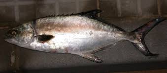 Image result for Lichia amia