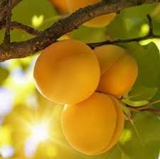 Attēlu rezultāti vaicājumam “Prunus armeniaca fruit”