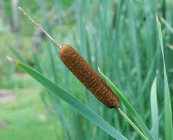 Attēlu rezultāti vaicājumam “Typha latifolia”
