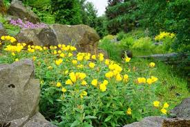 Image result for Oenothera biennis