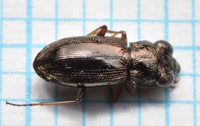 Attēlu rezultāti vaicājumam “Notiophilus germinyi”