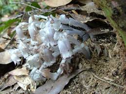 Image result for ギンリョウソウ