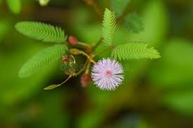 Image result for pohon semalu images