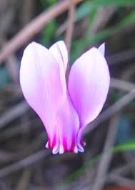 Attēlu rezultāti vaicājumam “Cyclamen hederifolium”