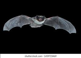 Attēlu rezultāti vaicājumam “Vespertilio murinus”