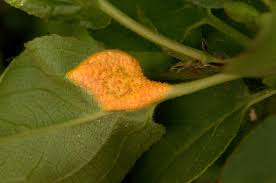 Attēlu rezultāti vaicājumam “Puccinia coronata”