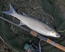 Image result for Chelon ramada