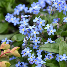 Image result for Myosotis sylvatica
