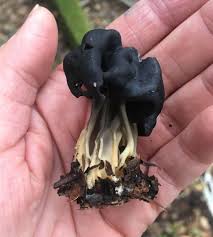 Attēlu rezultāti vaicājumam “Helvella lacunosa”