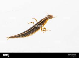 Attēlu rezultāti vaicājumam “Dytiscus dimidiatus”