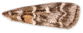 Attēlu rezultāti vaicājumam “Dioryctria abietella”